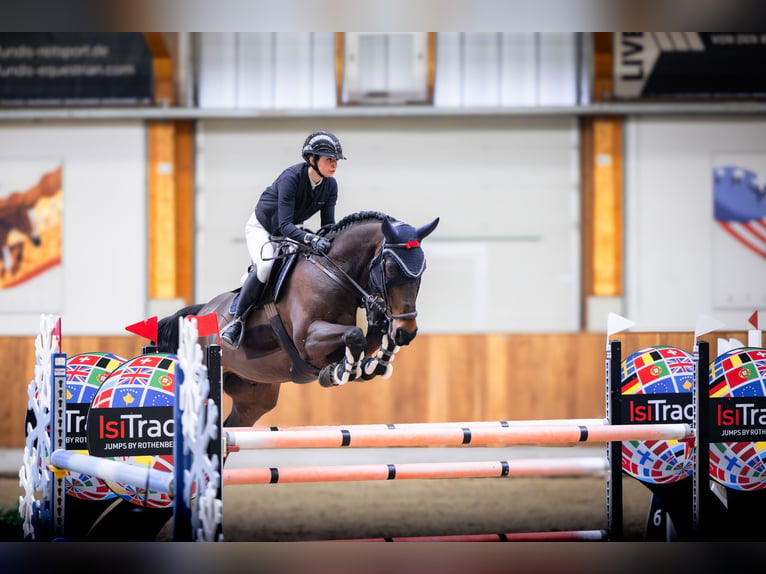 Zangersheide Castrone 9 Anni 177 cm Baio in Hoppegarten