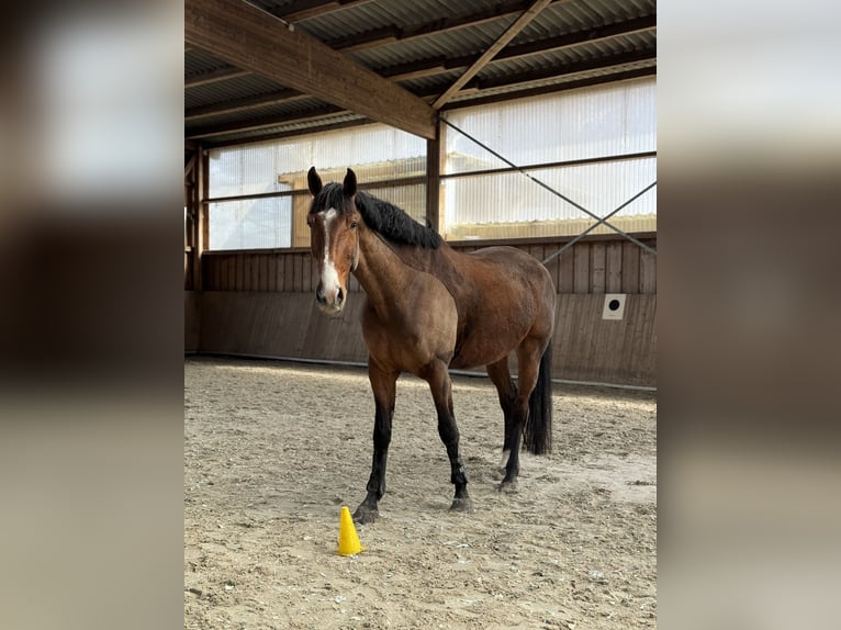 Zangersheide Castrone 9 Anni 178 cm Baio in Hagenow