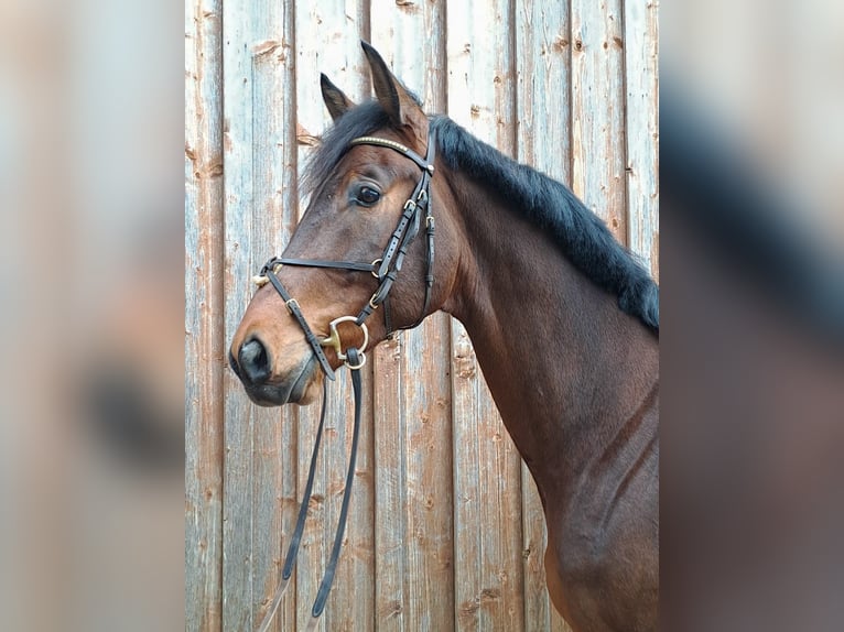 Zangersheide Castrone 9 Anni 180 cm Baio in Unterschneidheim