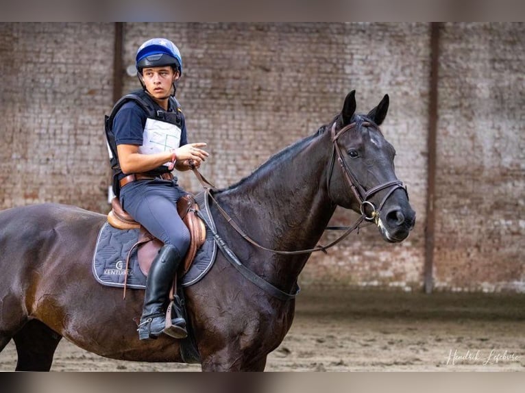 Zangersheide Castrone 9 Anni Morello in Wortegem-Petegem