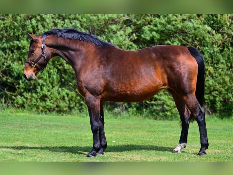 Zangersheide Desconocido Embrión Castaño rojizo in Heerde