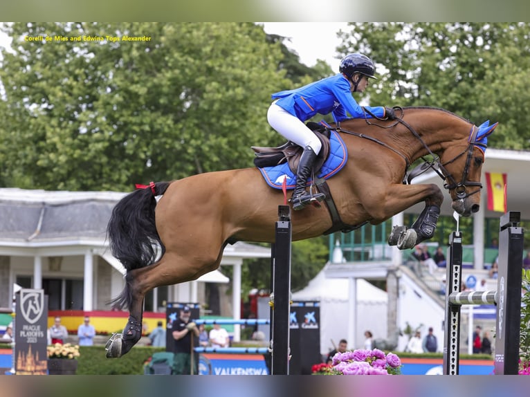 Zangersheide Sconosciuto Embrione  in GROTE-BROGEL