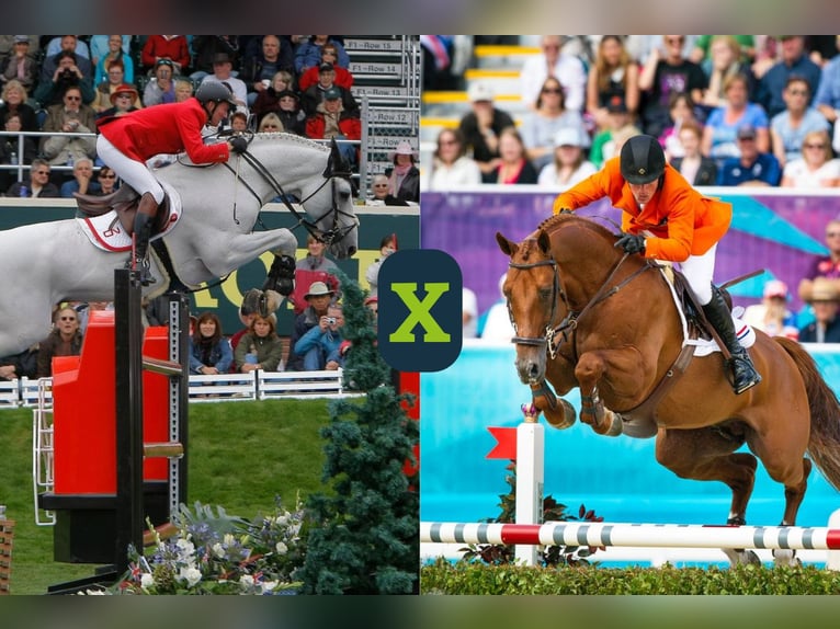 Zangersheide Sconosciuto Embrione  in WK Heerde