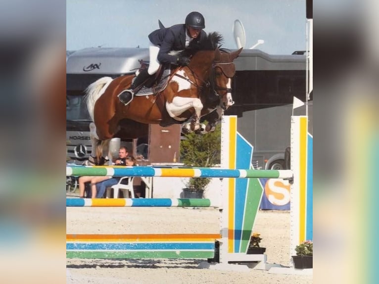Zangersheide Hengst Embryo Appaloosa in Gijon