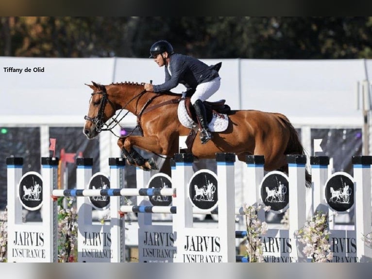 Zangersheide Onbekend Embryo  in GROTE-BROGEL