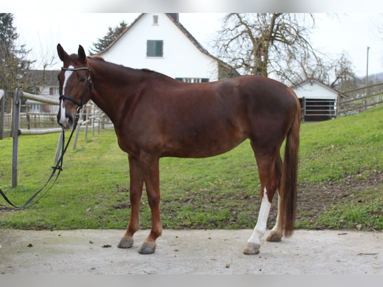 Zangersheide Giumenta 10 Anni 165 cm Sauro in Wettingen