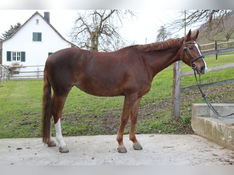 Zangersheide Giumenta 10 Anni 165 cm Sauro in Wettingen