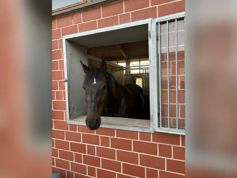 Zangersheide Giumenta 10 Anni 167 cm Baio nero in Vöhl