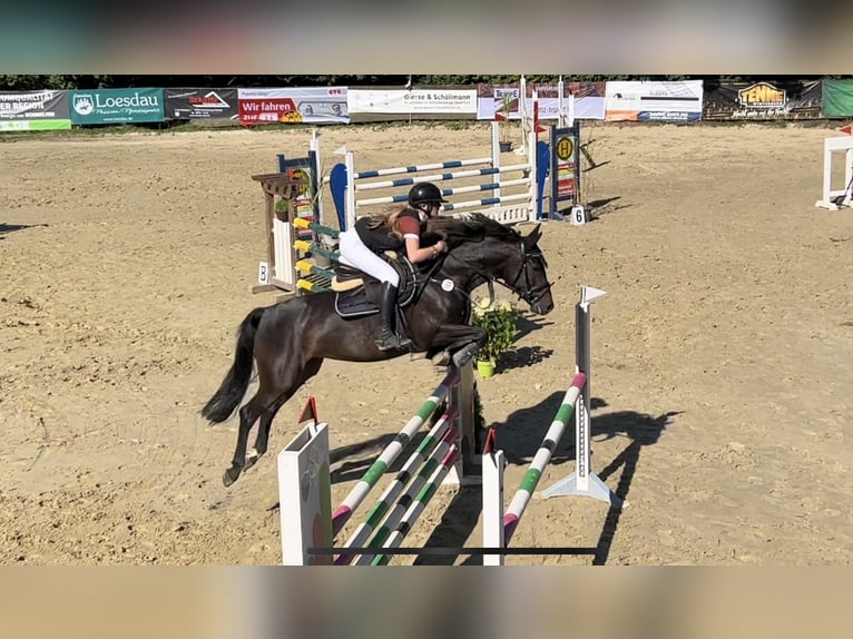 Zangersheide Giumenta 10 Anni 167 cm Baio nero in Vöhl