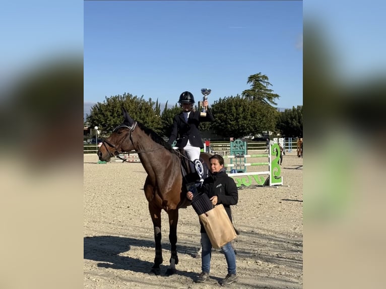 Zangersheide Giumenta 10 Anni 167 cm Baio in Pontarlier