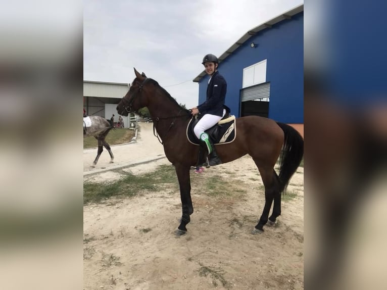 Zangersheide Giumenta 10 Anni 170 cm Baio ciliegia in &#1055;&#1083;&#1077;&#1074;&#1077;&#1085; / Pleven