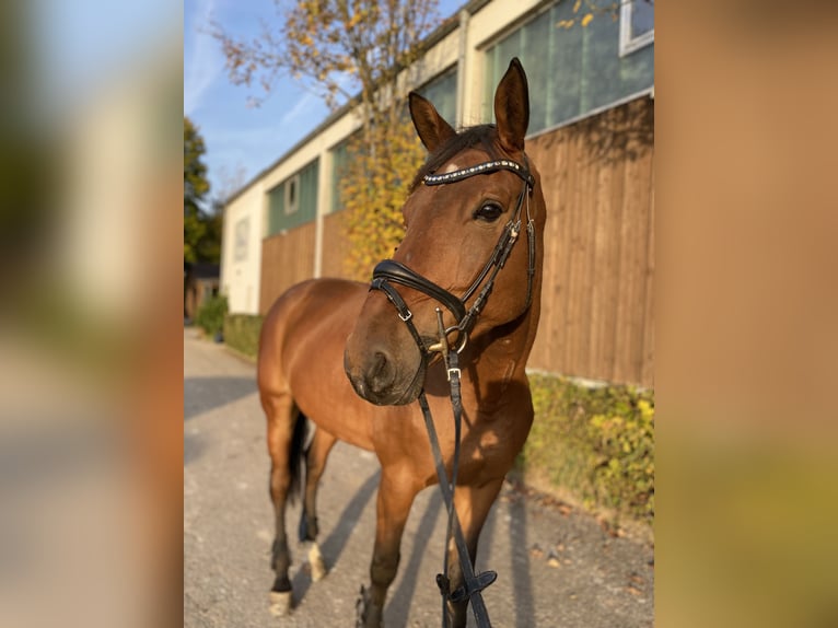 Zangersheide Giumenta 10 Anni 172 cm Baio in Regensburg