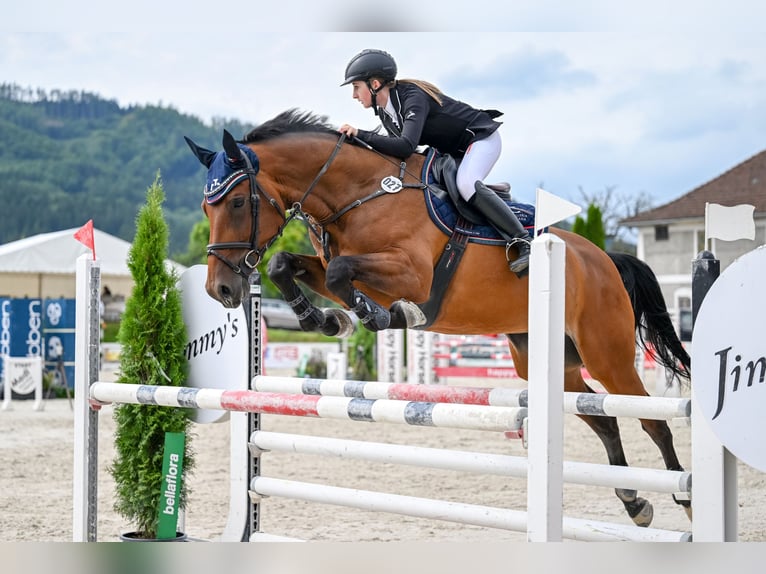 Zangersheide Giumenta 10 Anni 172 cm Baio in Regensburg