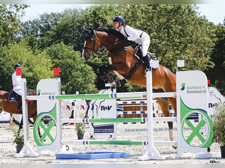 Zangersheide Giumenta 10 Anni 173 cm Baio in Peiting