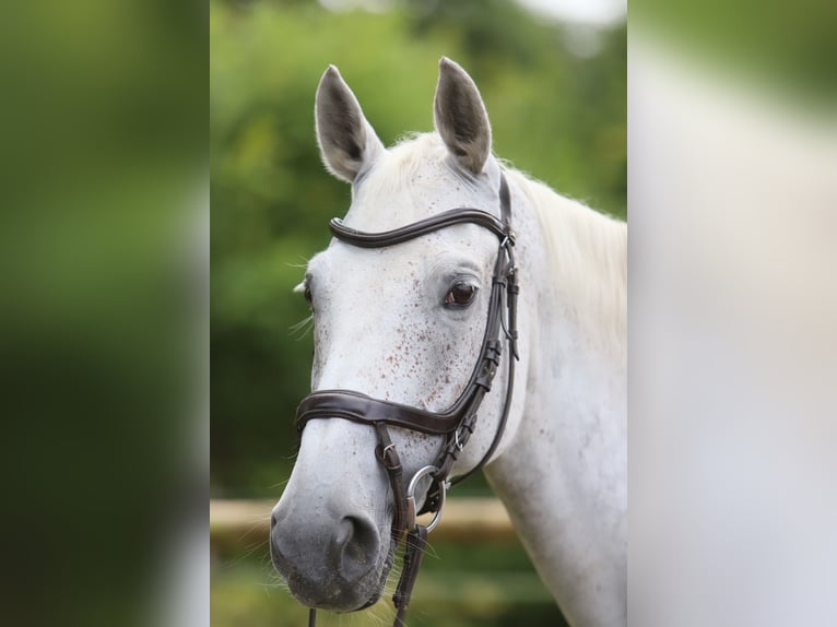 Zangersheide Giumenta 10 Anni 174 cm Grigio in Ahausen