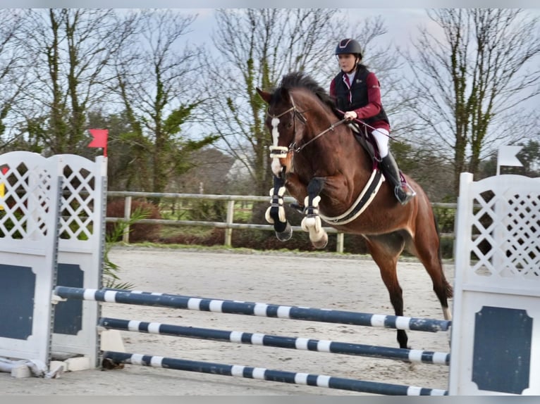 Zangersheide Giumenta 10 Anni 175 cm Baio in Quimper