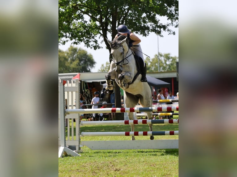 Zangersheide Giumenta 10 Anni 180 cm Grigio in Großensee