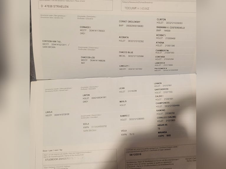 Zangersheide Giumenta 10 Anni 180 cm Grigio in Großensee