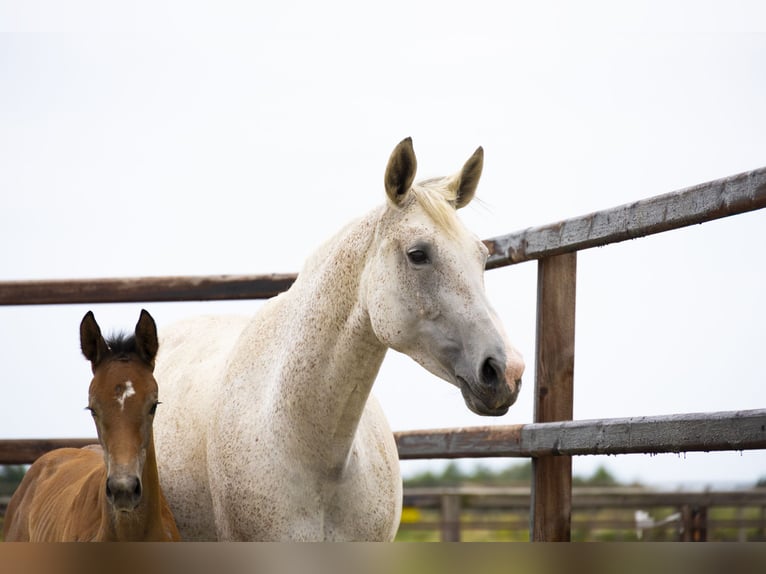 Zangersheide Giumenta 11 Anni 165 cm Grigio in Waddinxveen