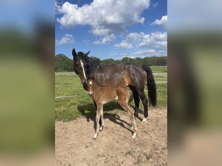 Zangersheide Giumenta 11 Anni 168 cm Baio in H&#xFC;tschenhausen