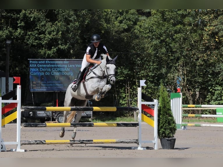 Zangersheide Giumenta 11 Anni 169 cm Grigio in Geilenkirchen