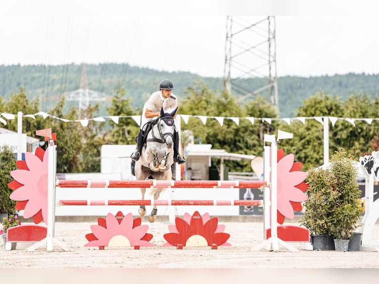 Zangersheide Giumenta 11 Anni 169 cm Grigio in Geilenkirchen