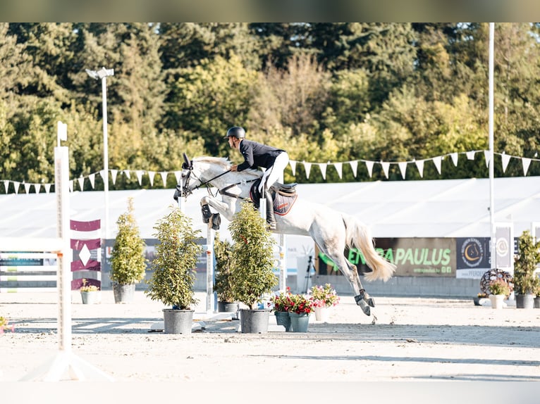 Zangersheide Giumenta 11 Anni 169 cm Grigio in Geilenkirchen