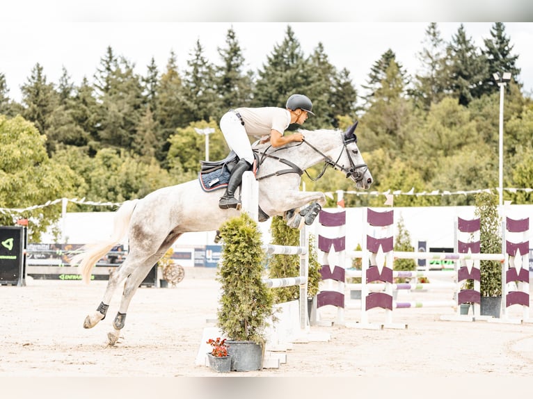 Zangersheide Giumenta 11 Anni 169 cm Grigio in Geilenkirchen