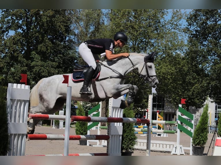 Zangersheide Giumenta 11 Anni 169 cm Grigio in Geilenkirchen