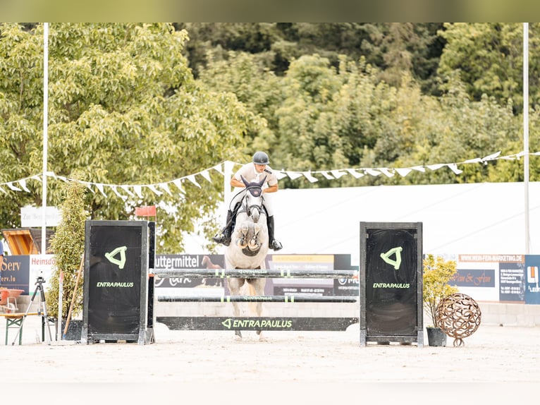 Zangersheide Giumenta 11 Anni 169 cm Grigio in Geilenkirchen