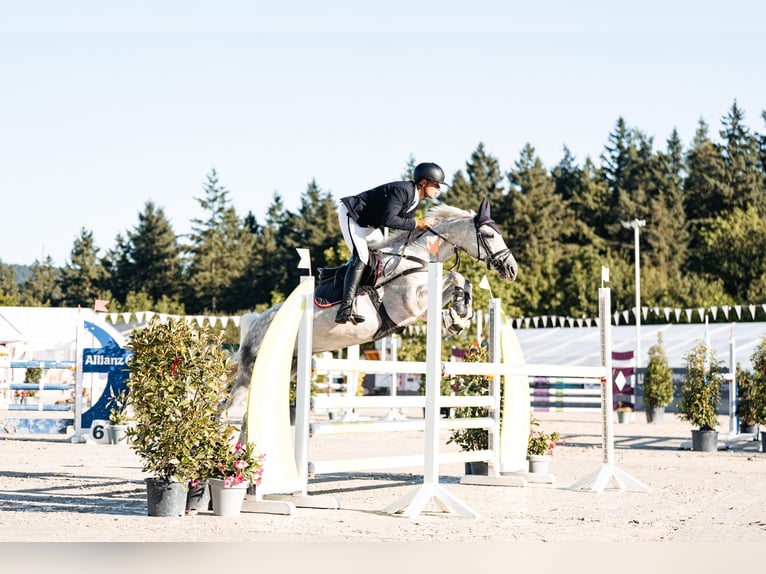 Zangersheide Giumenta 11 Anni 169 cm Grigio in Geilenkirchen