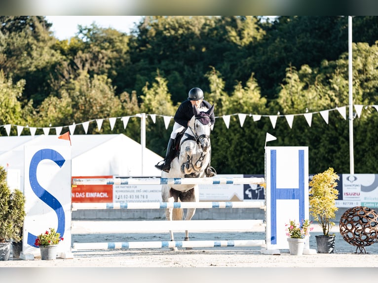 Zangersheide Giumenta 11 Anni 169 cm Grigio in Geilenkirchen