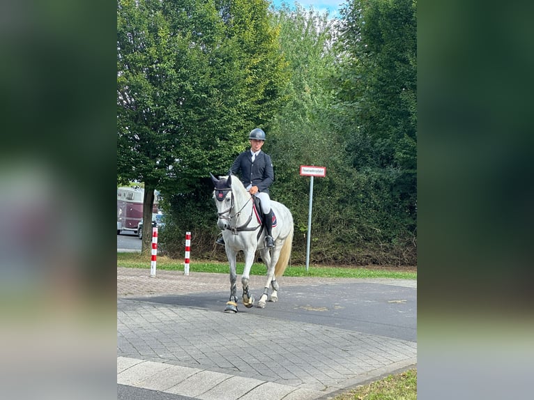 Zangersheide Giumenta 11 Anni 169 cm Grigio in Geilenkirchen