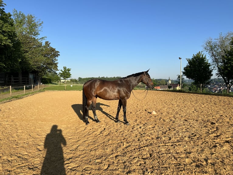 Zangersheide Giumenta 11 Anni 170 cm Baio in Denkendorf