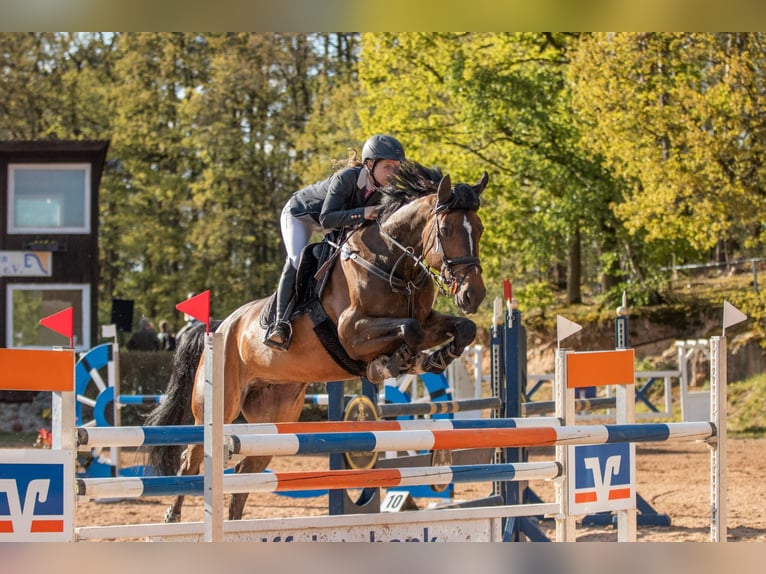 Zangersheide Giumenta 11 Anni 172 cm Baio scuro in Seukendorf