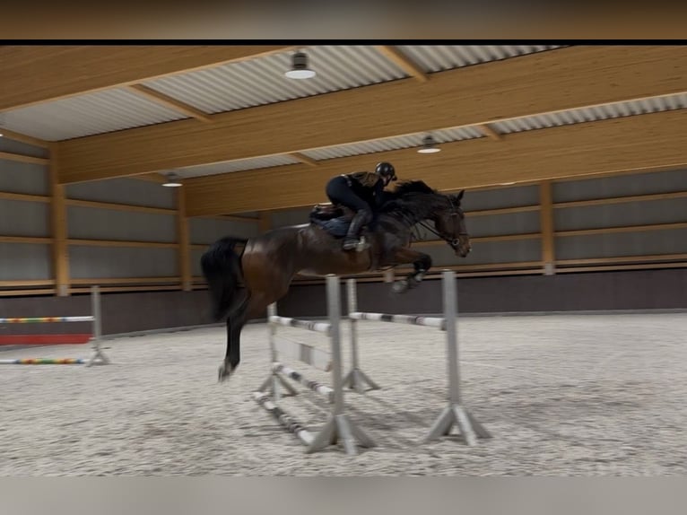 Zangersheide Giumenta 11 Anni 176 cm Baio in Ermsleben