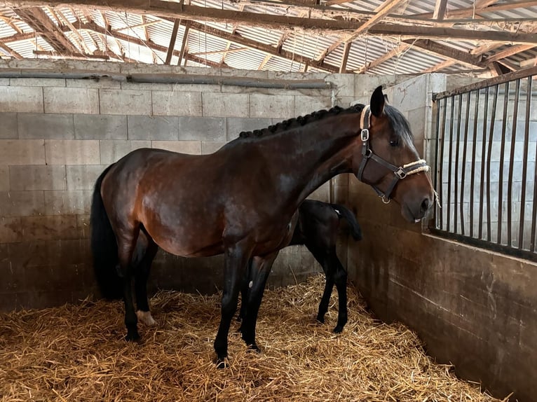 Zangersheide Giumenta 11 Anni 176 cm Baio in Ermsleben