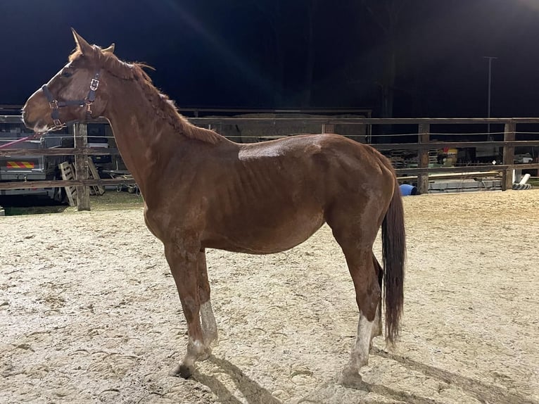 Zangersheide Giumenta 11 Anni 177 cm Sauro in Bocholt