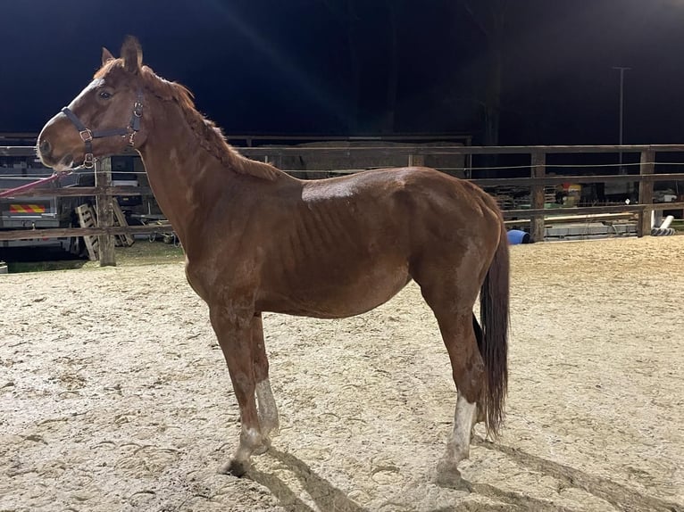 Zangersheide Giumenta 11 Anni 177 cm Sauro in Bocholt