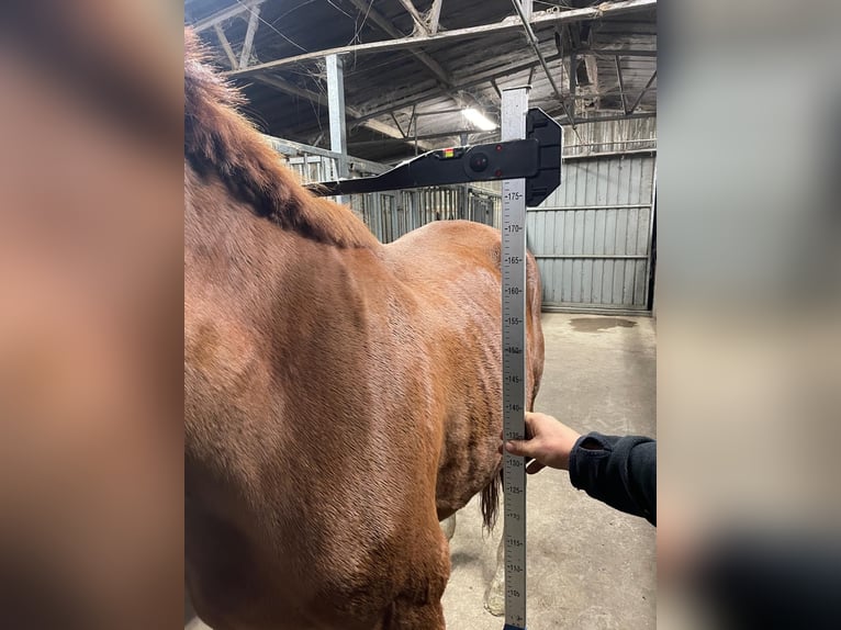 Zangersheide Giumenta 11 Anni 177 cm Sauro in Bocholt