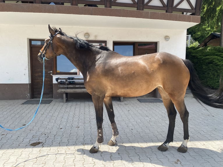 Zangersheide Giumenta 11 Anni Baio scuro in Velike La&#x161;&#x10D;e