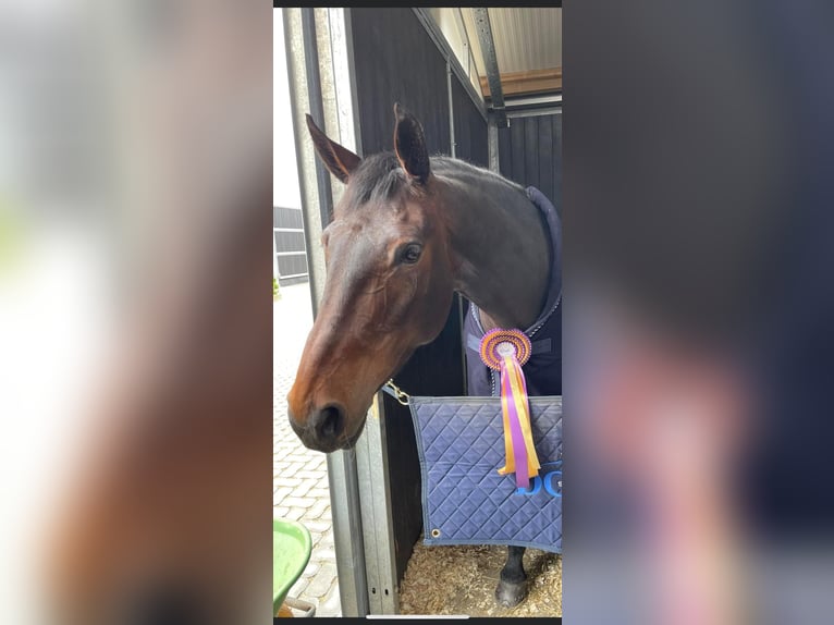 Zangersheide Giumenta 12 Anni 164 cm Baio in Ternat