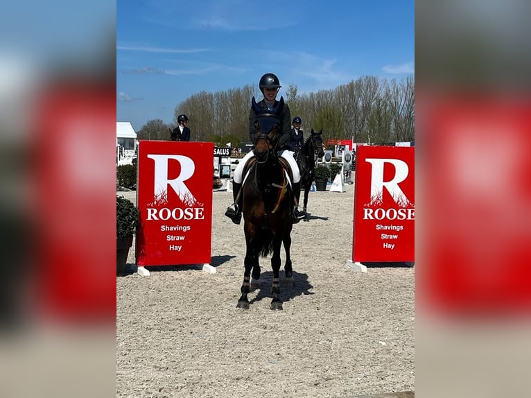 Zangersheide Giumenta 12 Anni 164 cm Baio in Ternat