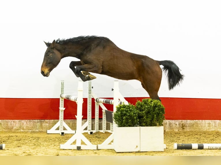 Zangersheide Giumenta 12 Anni 164 cm  in Waddinxveen