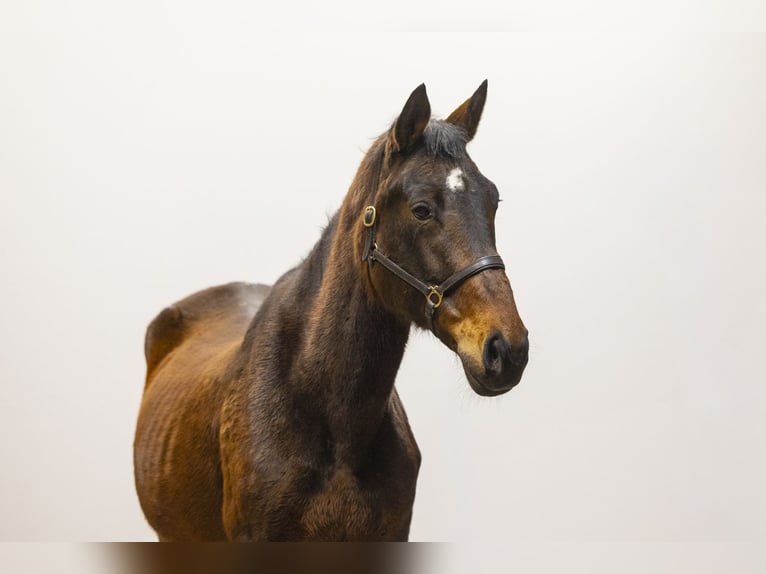 Zangersheide Giumenta 12 Anni 164 cm  in Waddinxveen