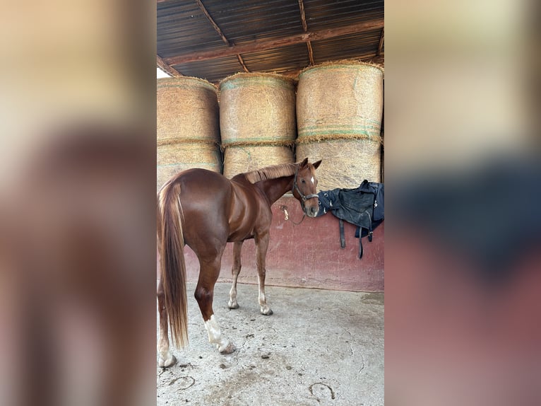Zangersheide Giumenta 12 Anni 164 cm Sauro in Roma