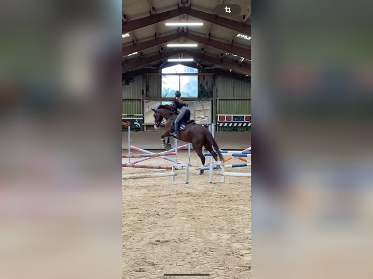 Zangersheide Giumenta 12 Anni 166 cm Sauro scuro in Groß-Umstadt