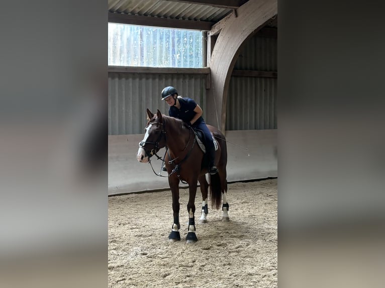 Zangersheide Giumenta 12 Anni 166 cm Sauro scuro in Groß-Umstadt