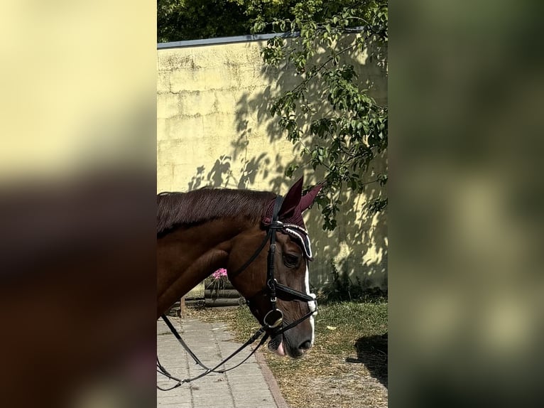 Zangersheide Giumenta 12 Anni 166 cm Sauro scuro in Groß-Umstadt