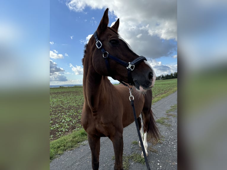 Zangersheide Giumenta 12 Anni 166 cm Sauro scuro in Groß-Umstadt